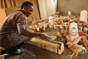 blog-29-poisoned-chickens-crack-clean-energy-glass-ceiling-in-kenya