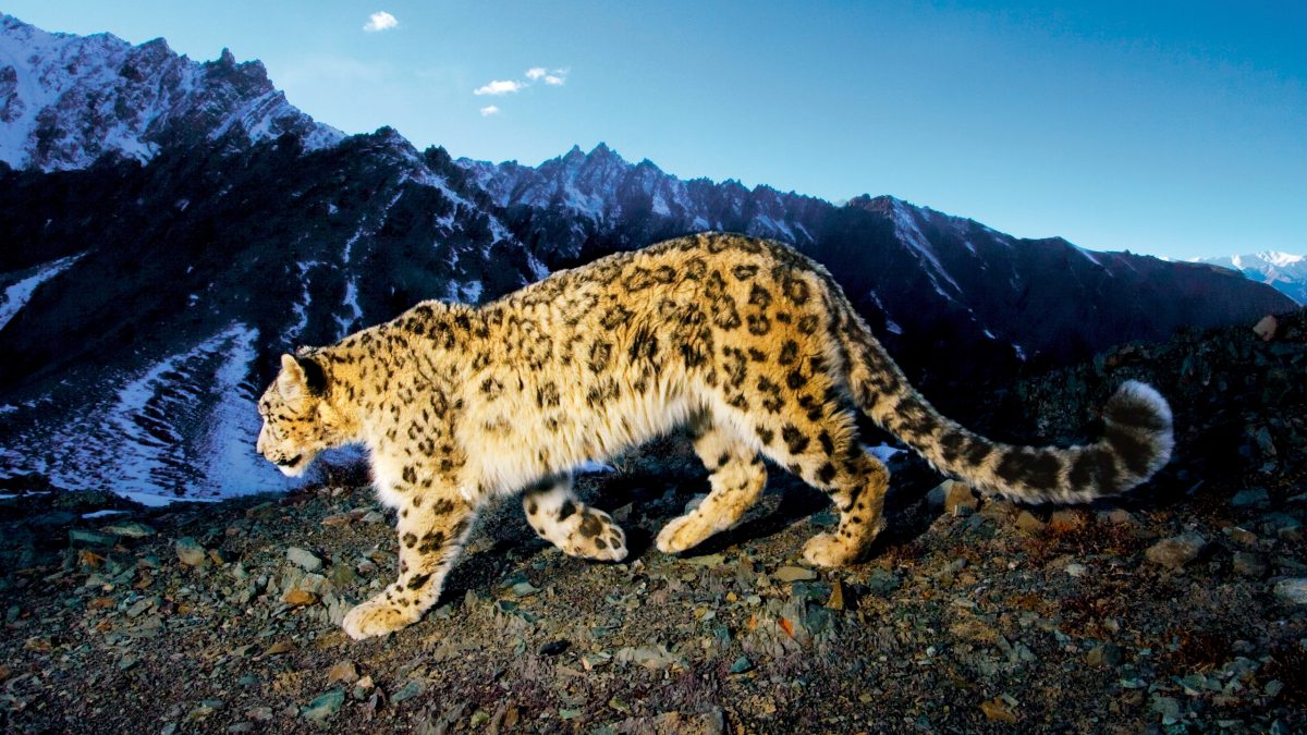 snow leopard trail
